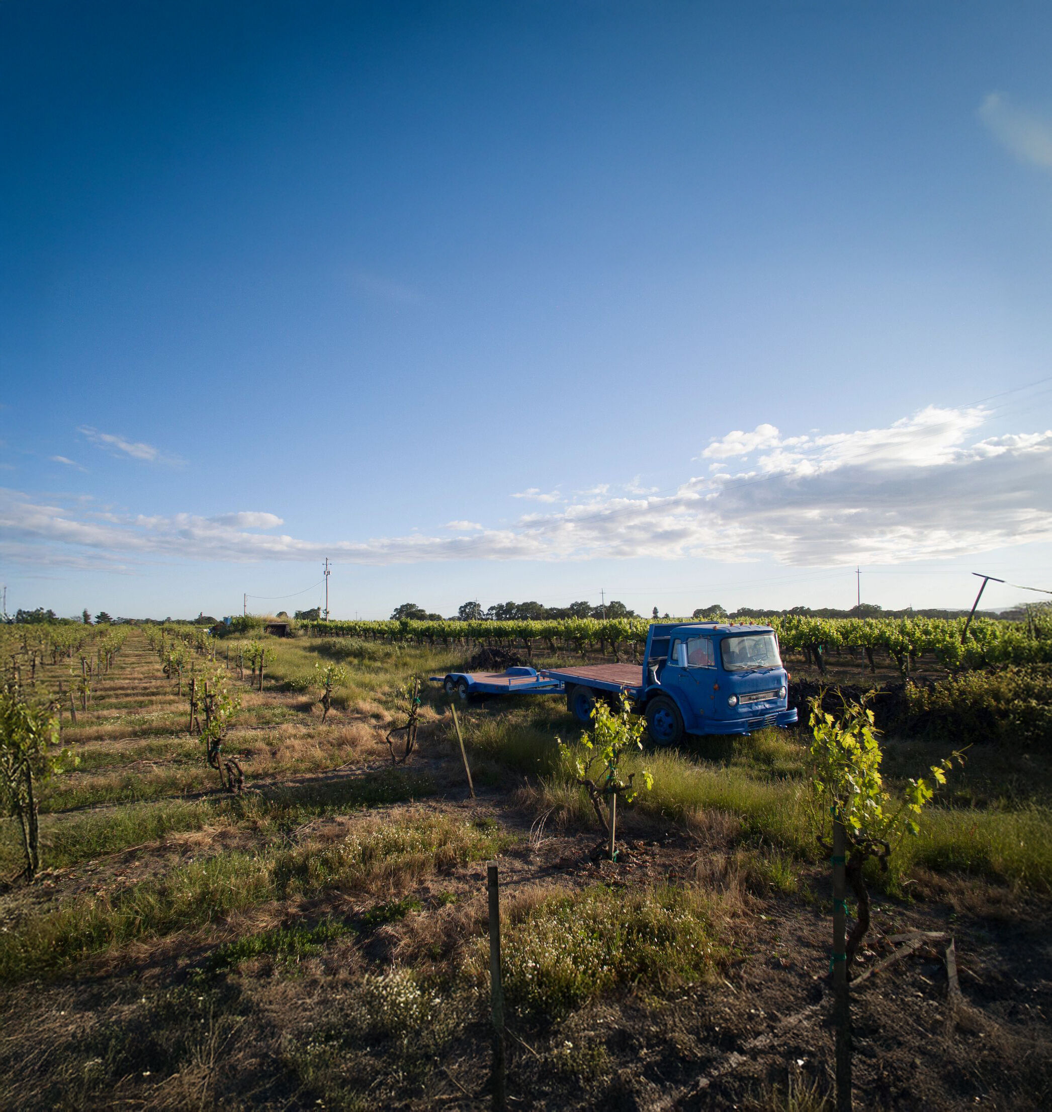 Fanucchi vineyard